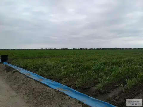 Agricultural Farmland with Sorghum Crop
