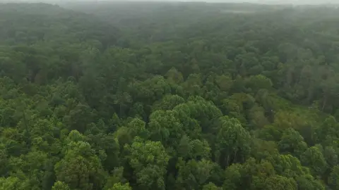 Wooded Recreational Land