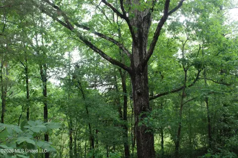 Secluded Wooded Acreage, Byhalia, MS