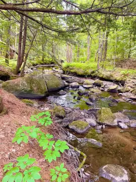 Land with Hilton Brook Frontage