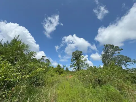 Marion County Hunting and Timber