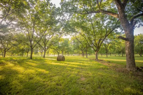 Agricultural Land with Pecan Orchard