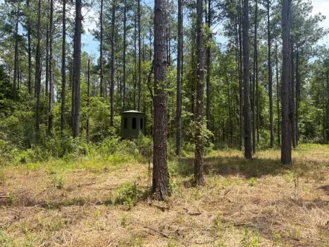 Hunting Land With Pine Timber