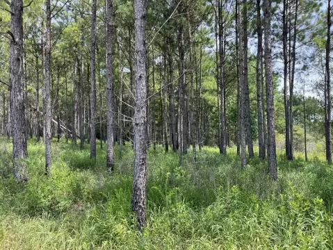 Hunting Land with Creek