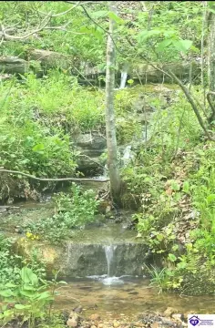 44-Acre Taylor County Hunting Land