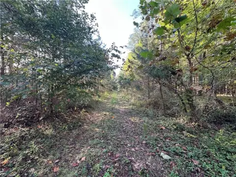 Wooded Land with Streams