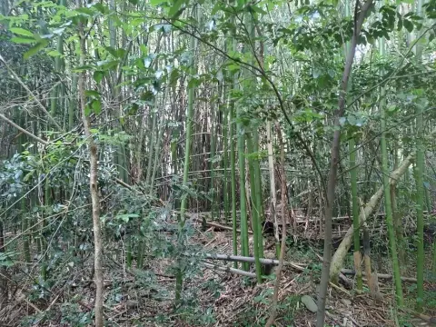 Land in Chatsworth, Georgia