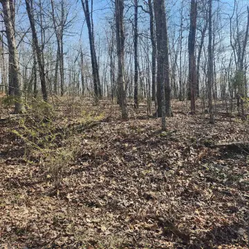 Wooded Residential Lot