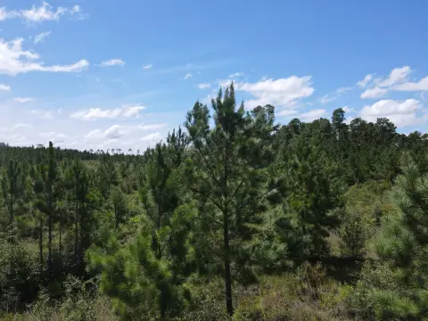 Secluded Recreational Land Parcel