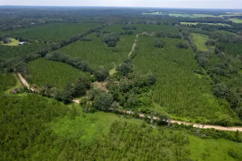 86-Acre Pine Farm Opportunity