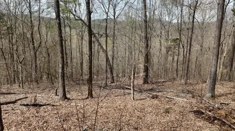 Unrestricted Wooded Land