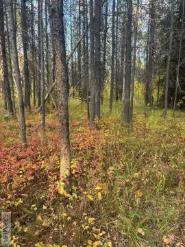 Secluded Treed Lot Near Buffalo River