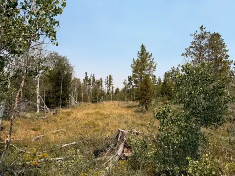 Wooded Mountain Land