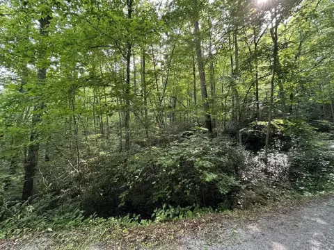 Undeveloped Land with Stream
