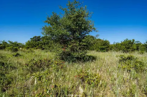 Heavily Wooded Hunting Land Tracts