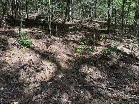 Wooded Single-Family Mountain Lot