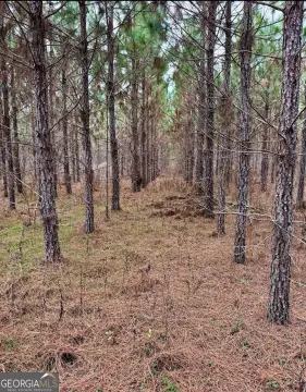 Timberland Tract with Road Frontage