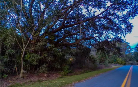 Wooded Lot with Utilities