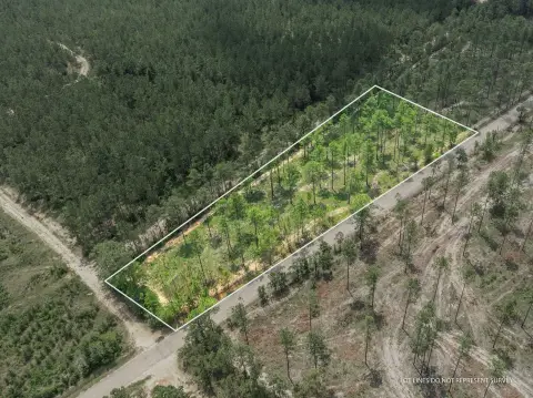 Lumberton Land with Pine Timber