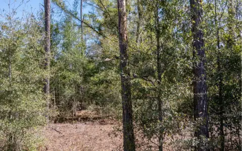 Live Oak Land Parcel