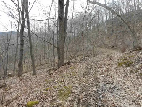 30 Wooded Acres For Sale