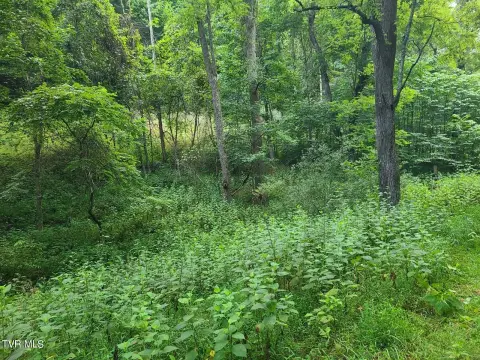 Wooded Mountain Hunting Land