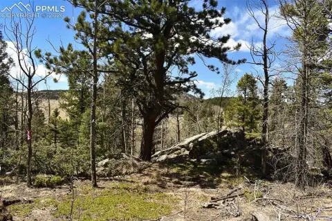 Wooded Land Parcel Near Guffey