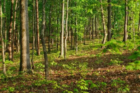 Shelby Twp Vacant Land