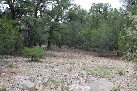 Land in Wooded Tijeras Area