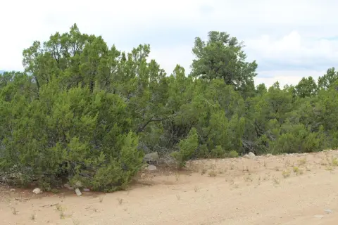 Land in Tijeras, New Mexico