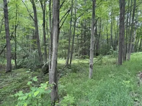 Wooded Waterfront Lot With Lake Access