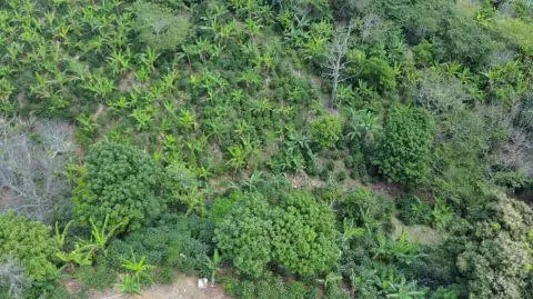 Agricultural Land in Ponce, PR