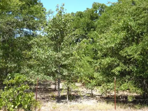 Hunting Land with Road Frontage
