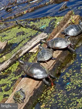 WOODSTOCK, VA Business Opportunity