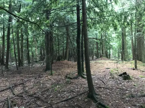 Wooded Hunting Land