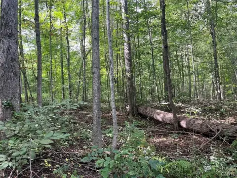 Hunting Land with Mowed Trails