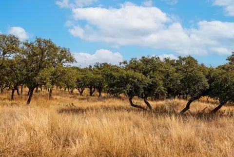 Residential Land in Kerrville, TX