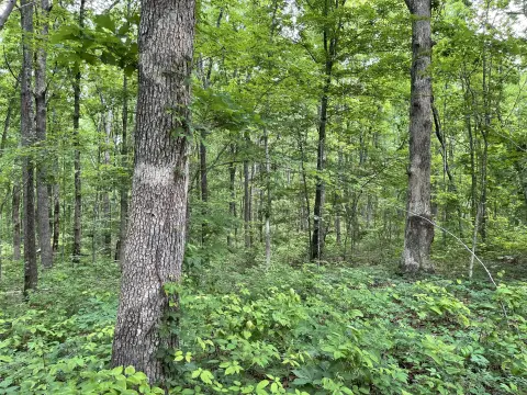 Unrestricted Recreational Land Tract