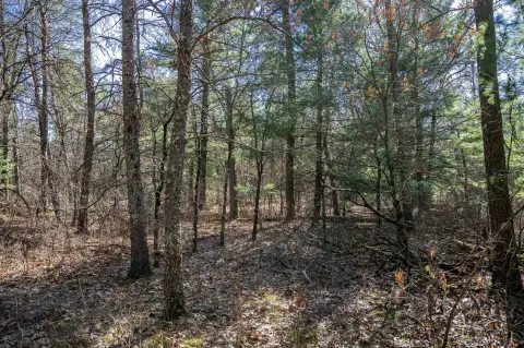 Wooded Lot Near Castle Rock