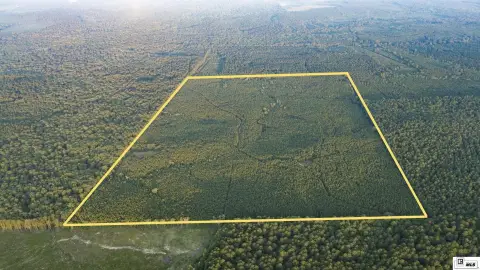 Managed Timber Hunting Tract