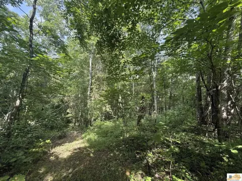 Heavily Wooded Hunting Land