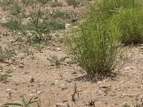 Land in Belen, New Mexico