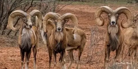 Turnkey Ranch in Blackwell, Texas