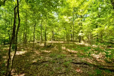 Ozark Wooded Land For Sale