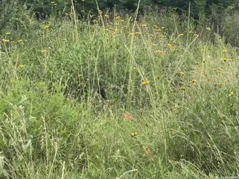 Rural Hunting & Homesite Tract