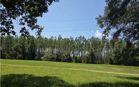 Planted Pine Farmland