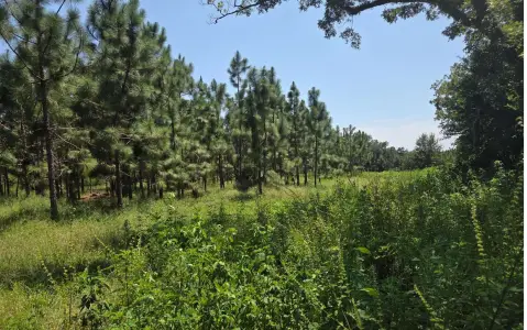 Planted Pine Farmland