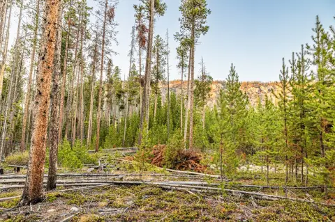 Five Acres in Moonbase Woods