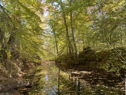 500 Acres Timberland Near I-95