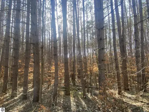 Wooded Parcel Near Caberfae Peaks